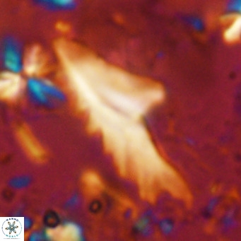 Ceratolithus dontia VR 08156