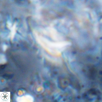 Ceratolithus dontia VR 08159
