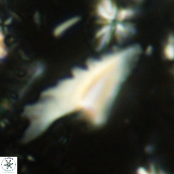 Ceratolithus dontia VR 08151