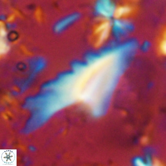 Ceratolithus dontia VR 08152