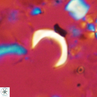 Ceratolithus imiselinos VR 08083