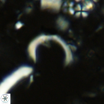 Ceratolithus imiselinos VR 08084