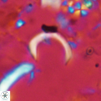 Ceratolithus imiselinos VR 08083