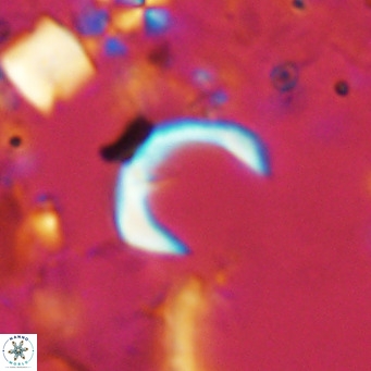 Ceratolithus imiselinos VR 08086