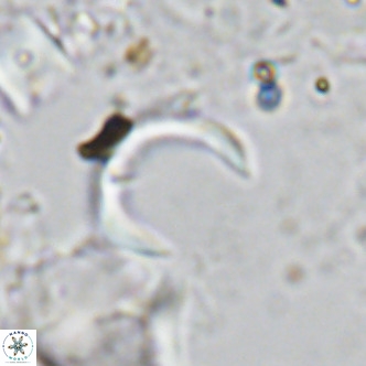 Ceratolithus imiselinos VR 08088