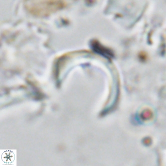 Ceratolithus imiselinos VR 08090