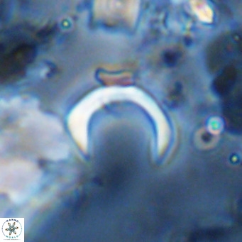 Ceratolithus imiselinos VR 08092