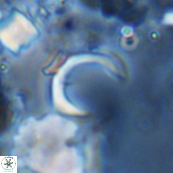 Ceratolithus imiselinos VR 08093