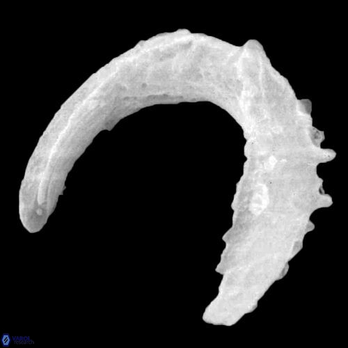 Ceratolithus simplex 1466 33