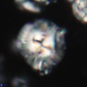 Chontriemfanisi apomnemoneumus 21793