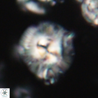 Chontriemfanisi apomnemoneumus 21793