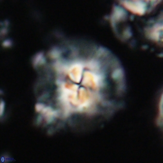 Chontriemfanisi apomnemoneumus 21794