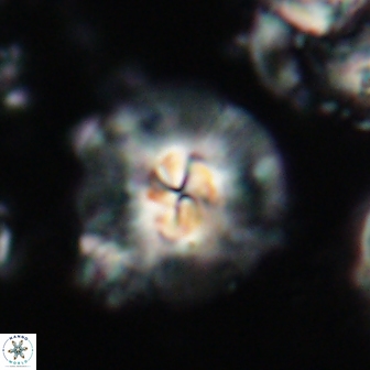 Chontriemfanisi apomnemoneumus 21794