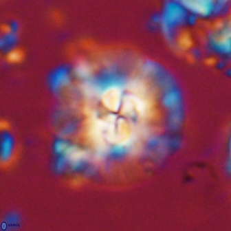 Chontriemfanisi apomnemoneumus 21795