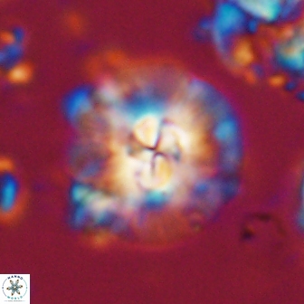 Chontriemfanisi apomnemoneumus 21795