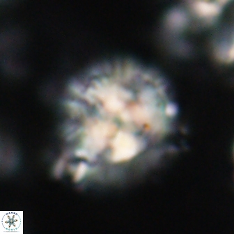 Chontriemfanisi apomnemoneumus 21797