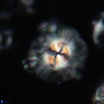 Chontriemfanisi apomnemoneumus 21798