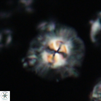 Chontriemfanisi apomnemoneumus 21798