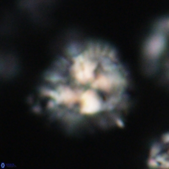 Chontriemfanisi apomnemoneumus 21802