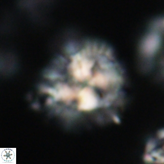 Chontriemfanisi apomnemoneumus 21802