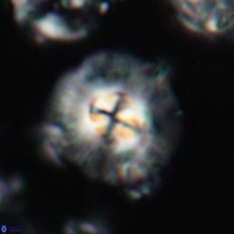 Chontriemfanisi apomnemoneumus 21803