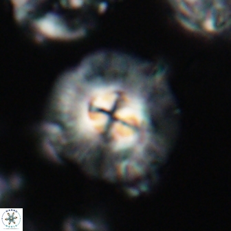 Chontriemfanisi apomnemoneumus 21803