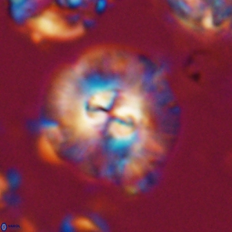 Chontriemfanisi apomnemoneumus 21804