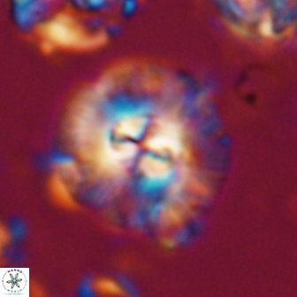 Chontriemfanisi apomnemoneumus 21804