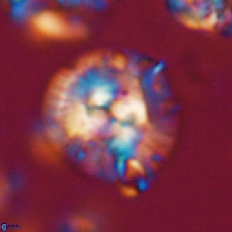 Chontriemfanisi apomnemoneumus 21805