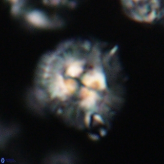 Chontriemfanisi apomnemoneumus 21807