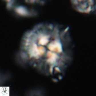 Chontriemfanisi apomnemoneumus 21807