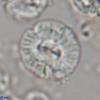 Chontriemfanisi apomnemoneumus 21808