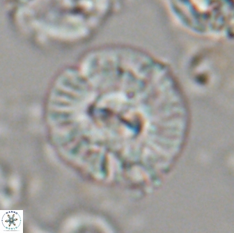 Chontriemfanisi apomnemoneumus 21808