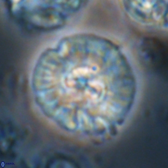 Chontriemfanisi apomnemoneumus 21809