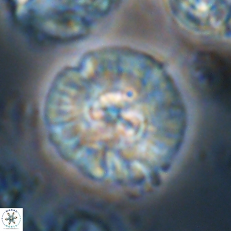 Chontriemfanisi apomnemoneumus 21809