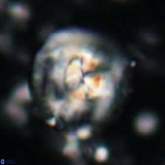 Chontriemfanisi apomnemoneumus 21810
