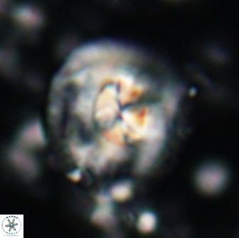 Chontriemfanisi apomnemoneumus 21810