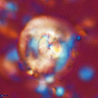 Chontriemfanisi apomnemoneumus 21811