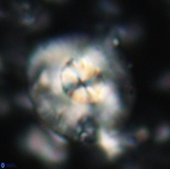 Chontriemfanisi apomnemoneumus 21813