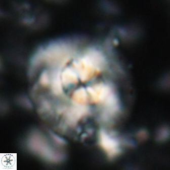 Chontriemfanisi apomnemoneumus 21813