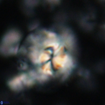 Chontriemfanisi apomnemoneumus 21814