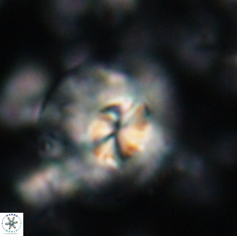 Chontriemfanisi apomnemoneumus 21814
