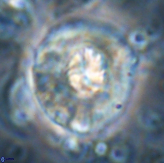Chontriemfanisi apomnemoneumus 21816