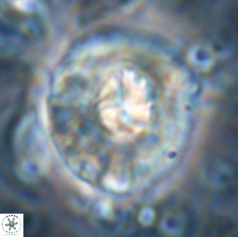 Chontriemfanisi apomnemoneumus 21816