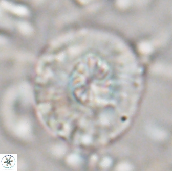 Chontriemfanisi apomnemoneumus 21817