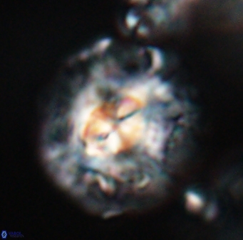Chontriemfanisi apomnemoneumus 23770