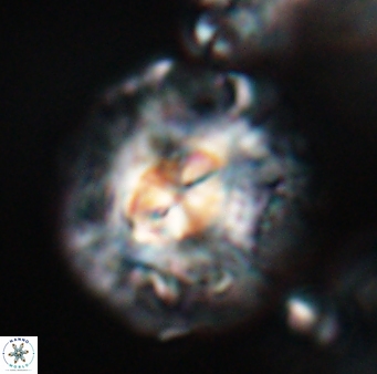 Chontriemfanisi apomnemoneumus 23770