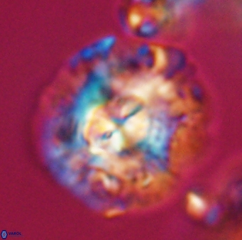 Chontriemfanisi apomnemoneumus 23771