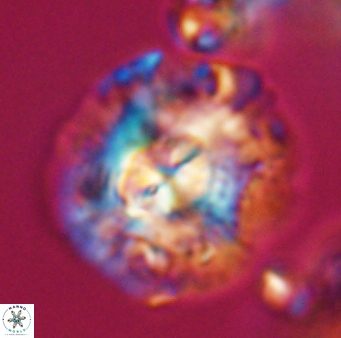 Chontriemfanisi apomnemoneumus 23771