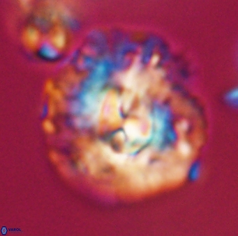 Chontriemfanisi apomnemoneumus 23772